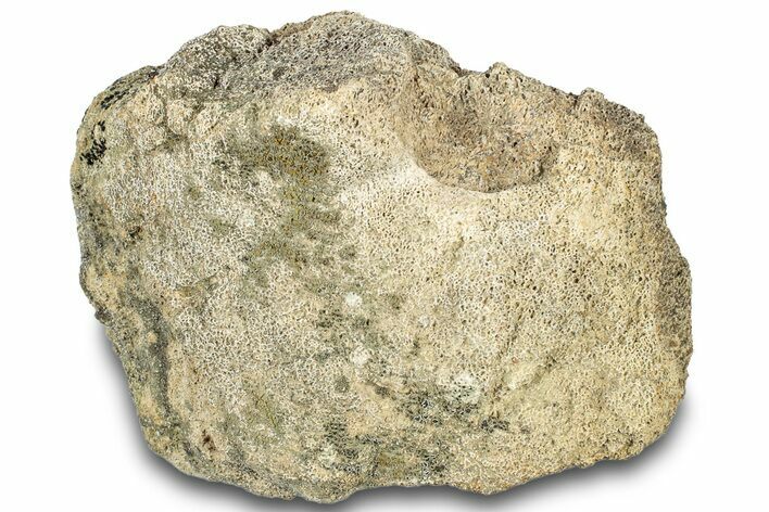 Dinosaur (Triceratops) Bone Section - Montana #307079